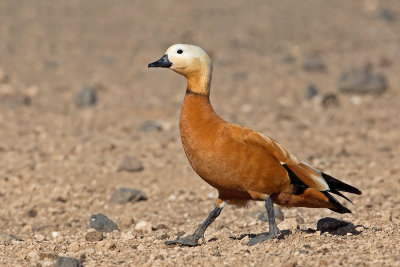 male Ruddy Shelduck