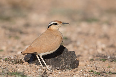 Cream-coulored Courser