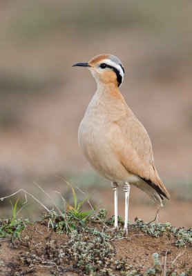 Cream-coloured Courser