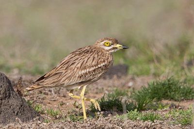 Eurasian Stone-curlew