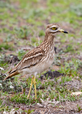 Eurasian Stone - curlew