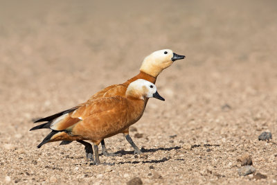 male and female Ruddy Shelduck