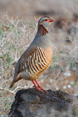 Barbary Partridge