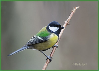 Koolmees - Parus major