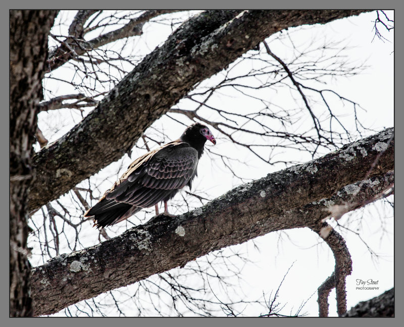 Turkey Vulture
