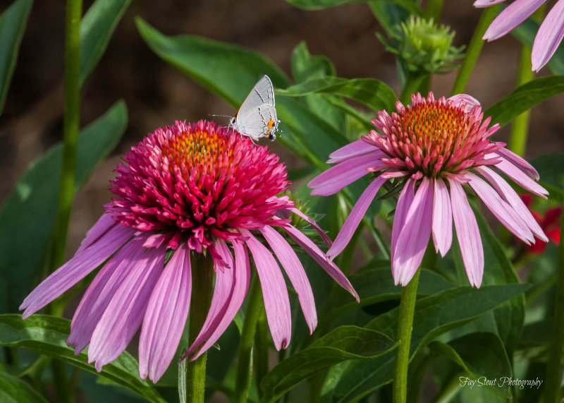 Gray Hairstreak on Coneflower