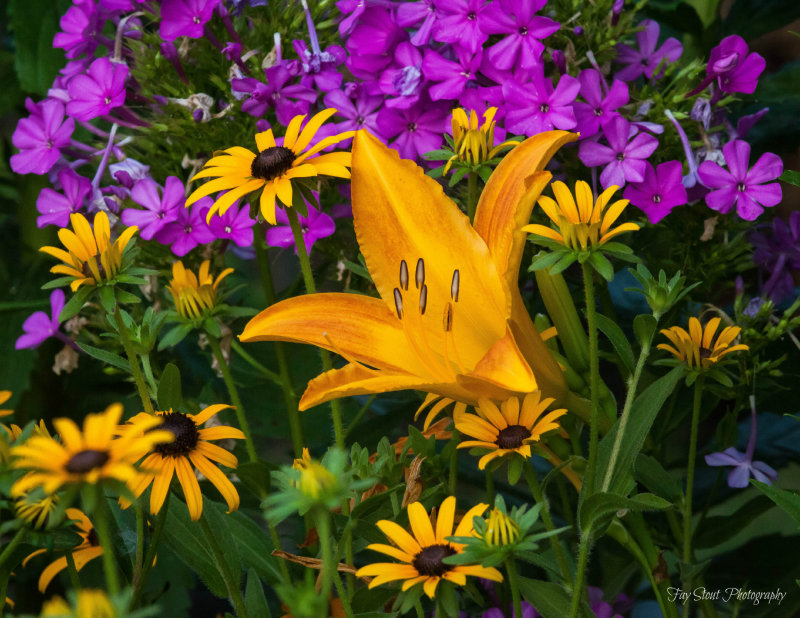 Color in the Garden