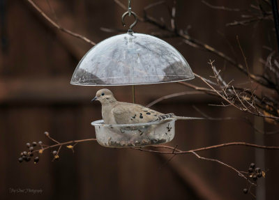 Lucky the Mourning Dove