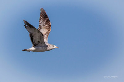 Ring-billed Gull in Flight