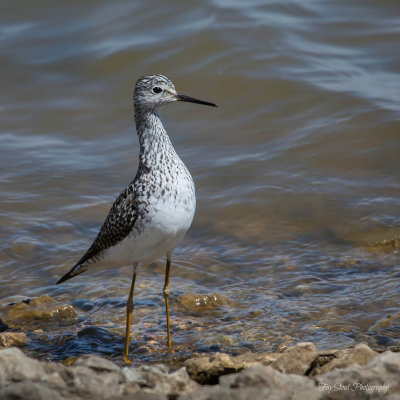 Lesser Yellow Legs