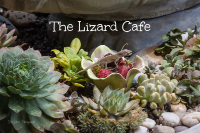 The Lizard Cafe is Now Open!