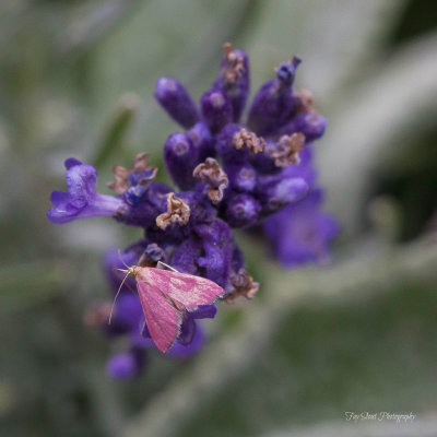 Happy National Moth Week!