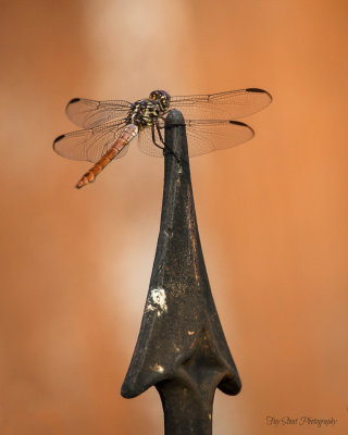 Female Roseate Skimmer Dragonfly