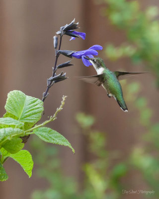 Ruby-throated Hummingbird on Black and Blue Salvia