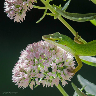 Love Those Little Lizards!