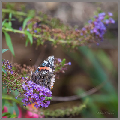 Red Admiral Butterfly on Butterfly Bush