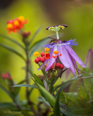 Pollinator on Passionflower 