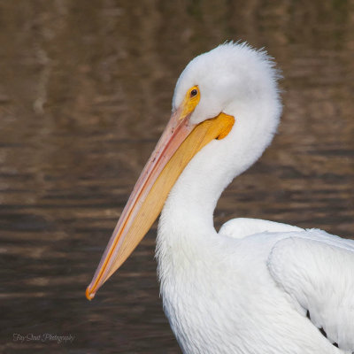 Pelicans are Beautiful