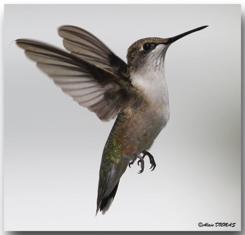 Colibris - Hummingbirds