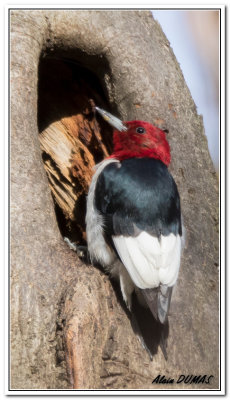 Pic  Tte Rouge - Red-headed Woodpecker