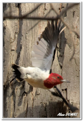 Pic  Tte Rouge - Red-headed Woodpecker