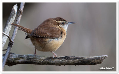 Troglodyte de Caroline - Carolina Wren