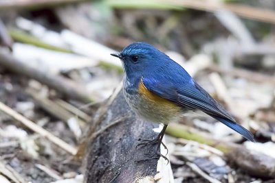 Himalayan Bluetail (Tarsiger rufilatus)