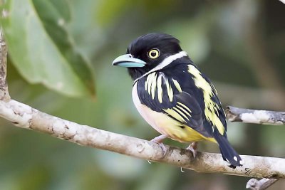 Birds of Sabah (Borneo)