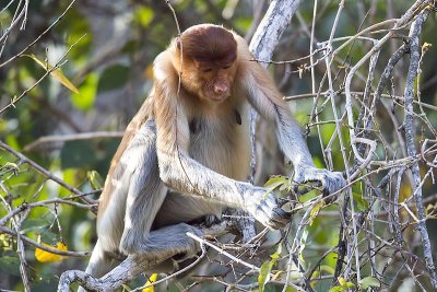 Primates of Sabah (Borneo)