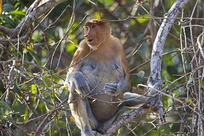 Proboscis Monkey (Nasalis larvatus) -- female