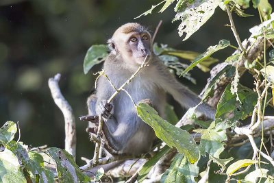 Crab-eating Macaque (Macaca fascicularis)