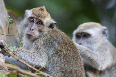 Crab-eating Macaque (Macaca fascicularis)