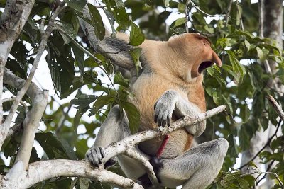Proboscis Monkey (Nasalis larvatus) -- male