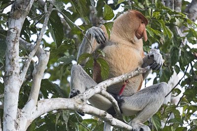 Proboscis Monkey (Nasalis larvatus) -- male