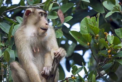 Southern Pig-tailed Macaque (Macaca nemestrina)