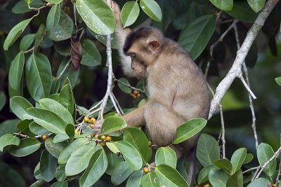 Southern Pig-tailed Macaque (Macaca nemestrina)