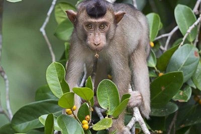 Southern Pig-tailed Macaque (Macaca nemestrina)