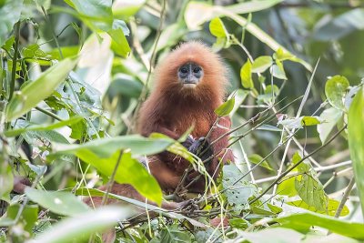 Red Leaf Monkey (Presbytis rubicunda)