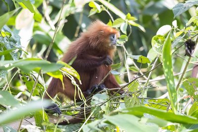 Red Leaf Monkey (Presbytis rubicunda)