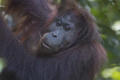 Bornean Orangutan (Pongo pygmaeus)