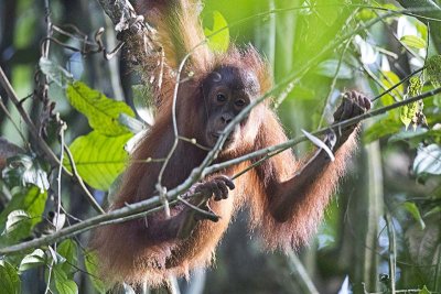 Bornean Orangutan (Pongo pygmaeus)