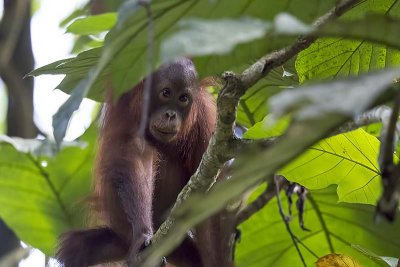 Bornean Orangutan (Pongo pygmaeus)