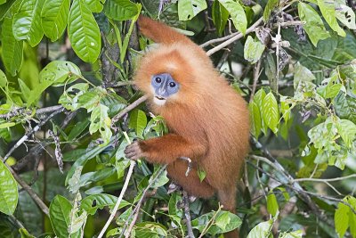 Red Leaf Monkey (Presbytis rubicunda)