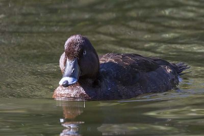 Hardhead (Aythya Australis)