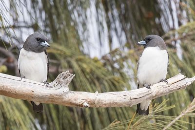 White-breasted Woodswallow (Artamus leucorynchus)