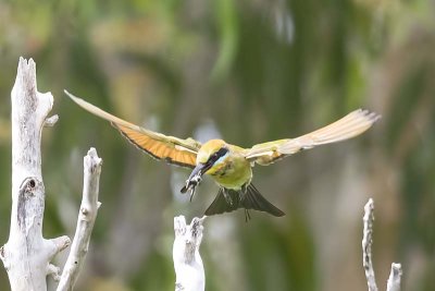 Rainbow Bee-eater (Merops ornatus)