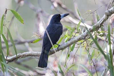 Black Butcherbird (Cracticus quoyi)