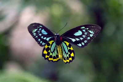 Cairns Birdwing (Ornithoptera euphorion) - male, in flight