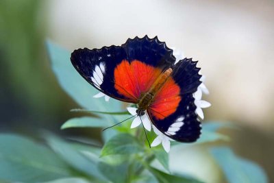Red Lacewing (Cethosia cydippe)
