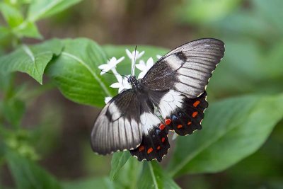 Orchard Swallowtail (Papilio aegeus) -- female